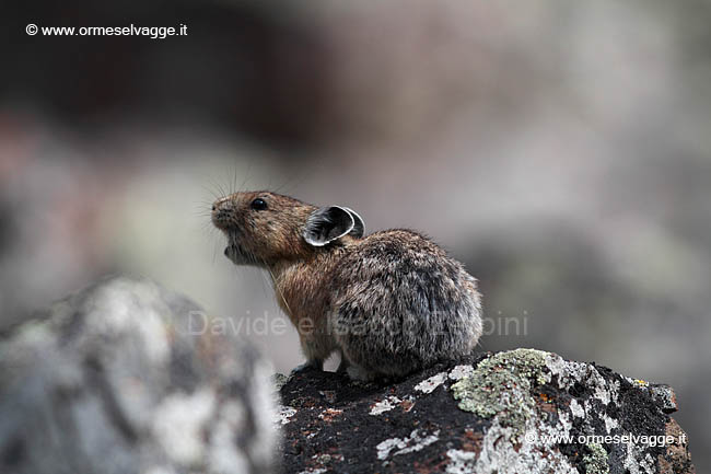 081 Pika IMG 0415